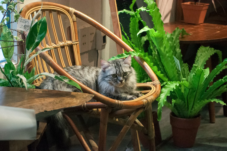 rattan